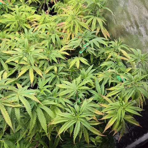Royal Gorilla 2 growlog timeline photo