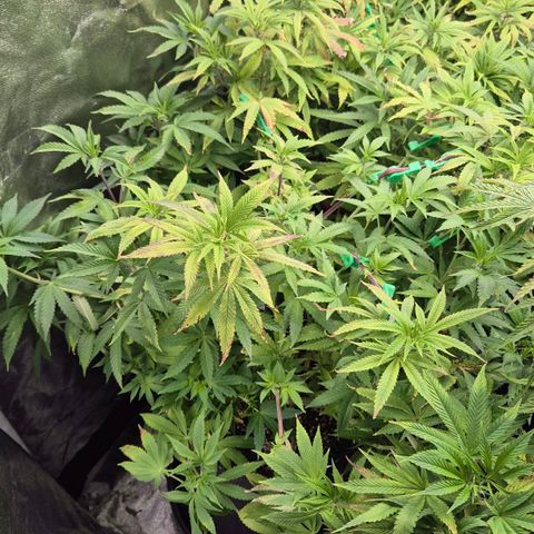 Wedding Gelato 2 growlog timeline photo
