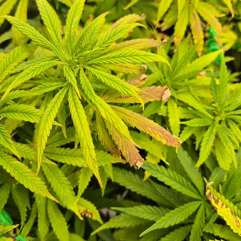 Wedding Gelato 2 growlog timeline photo