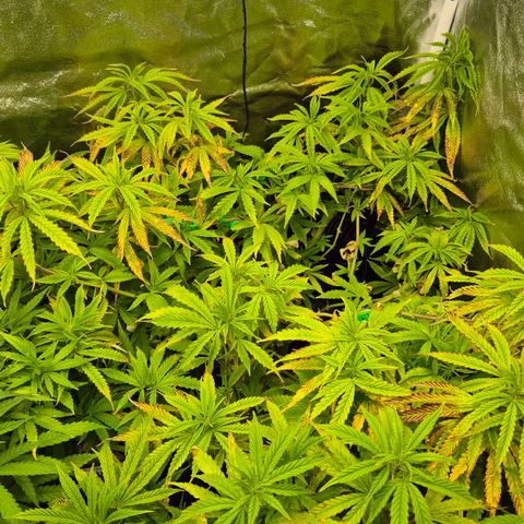 Royal Gorilla 1 growlog timeline photo