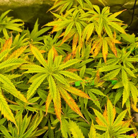 Royal Gorilla 1 growlog timeline photo