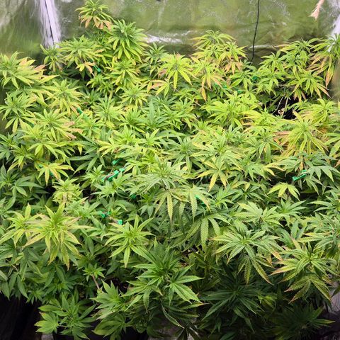Wedding Gelato 2 growlog timeline photo