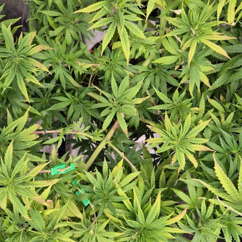 Wedding Gelato 1 growlog timeline photo