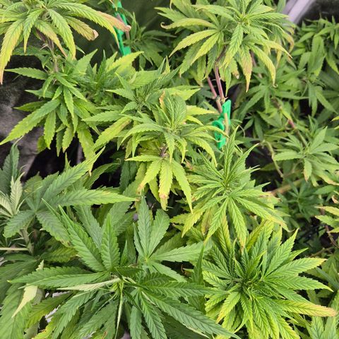 Wedding Gelato 1 growlog timeline photo