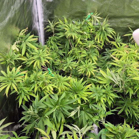 Wedding Gelato 1 growlog timeline photo