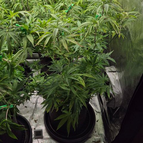 Royal Gorilla 2 growlog timeline photo