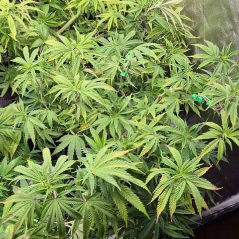 Royal Gorilla 2 growlog timeline photo