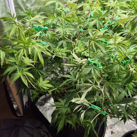 Wedding Gelato 2 growlog timeline photo