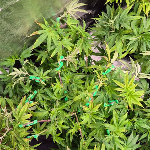 Wedding Gelato 2 growlog timeline photo