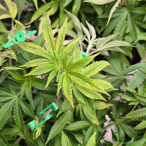 Wedding Gelato 2 growlog timeline photo