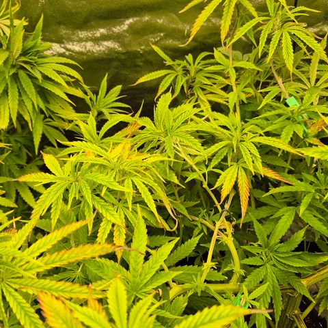 Royal Gorilla 1 growlog timeline photo