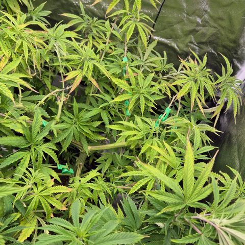 Royal Gorilla 1 growlog timeline photo