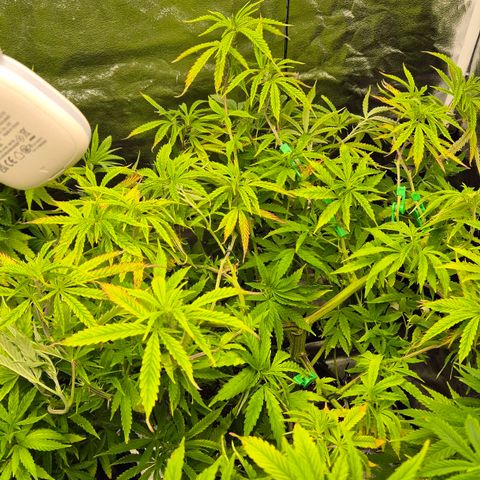 Royal Gorilla 1 growlog timeline photo