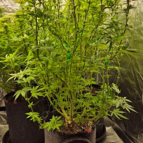 Wedding Gelato 2 growlog timeline photo