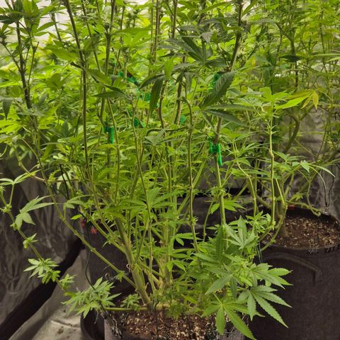 Wedding Gelato 2 growlog timeline photo