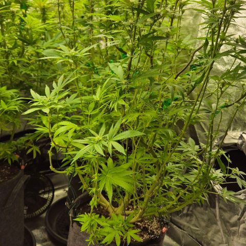Wedding Gelato 2 growlog timeline photo