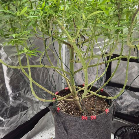 Wedding Gelato 1 growlog timeline photo
