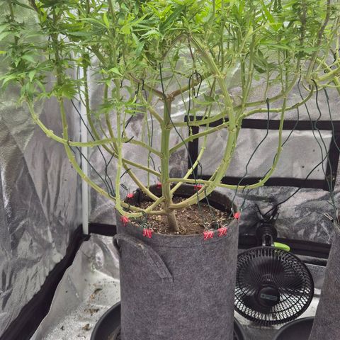 Wedding Gelato 1 growlog timeline photo
