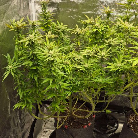 Wedding Gelato 1 growlog timeline photo