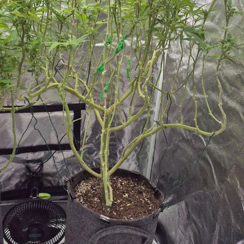 Royal Gorilla 1 growlog timeline photo