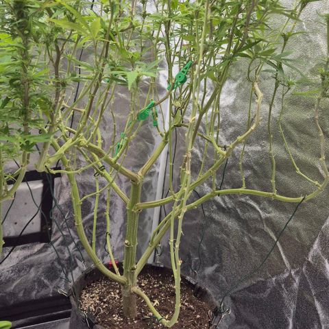Royal Gorilla 1 growlog timeline photo