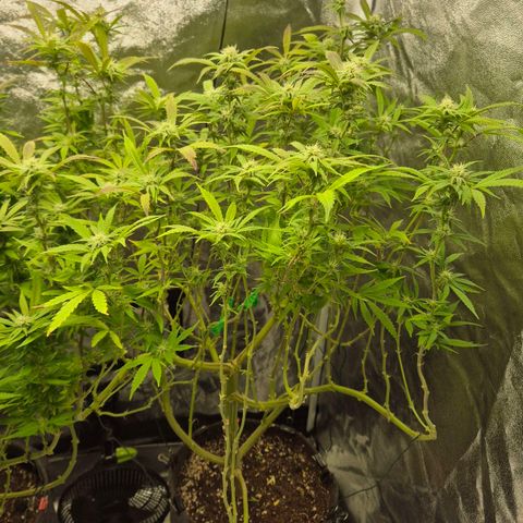 Royal Gorilla 1 growlog timeline photo