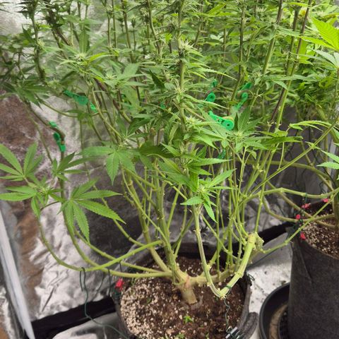 Wedding Gelato 2 growlog timeline photo