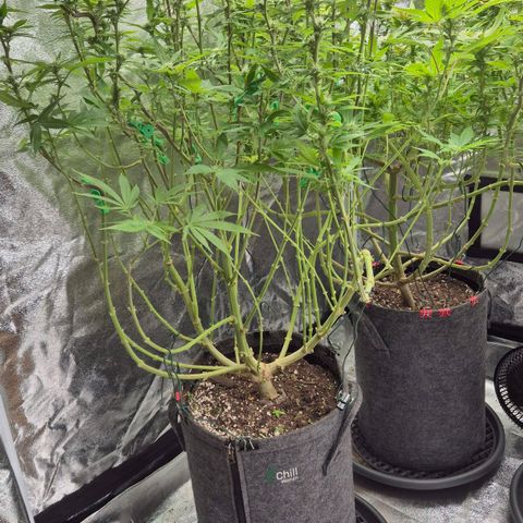 Wedding Gelato 2 growlog timeline photo