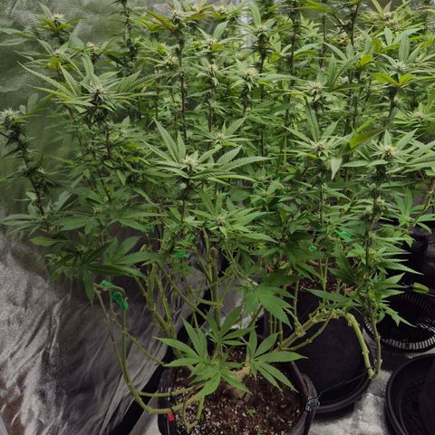 Wedding Gelato 2 growlog timeline photo