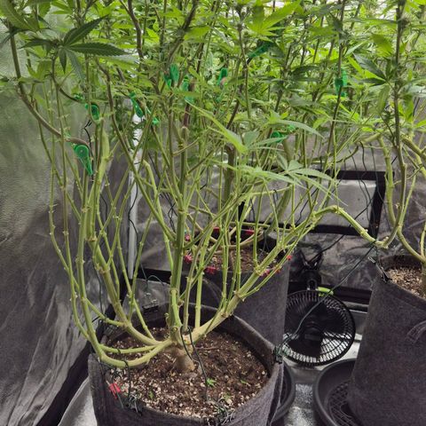 Wedding Gelato 2 growlog timeline photo
