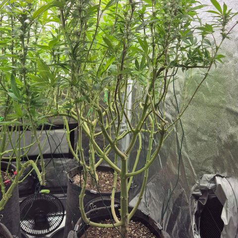 Royal Gorilla 2 growlog timeline photo