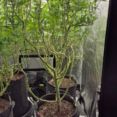 Royal Gorilla 2 growlog timeline photo