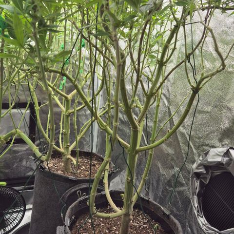 Royal Gorilla 2 growlog timeline photo