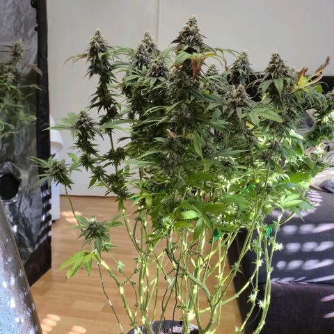 Wedding Gelato 2 growlog timeline photo