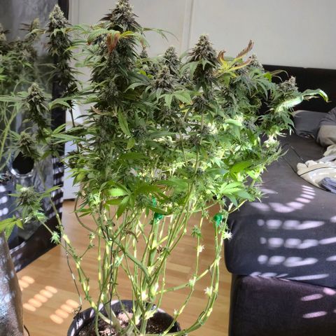 Wedding Gelato 2 growlog timeline photo