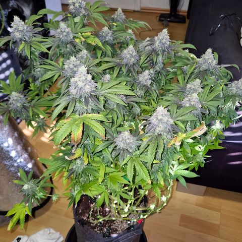 Wedding Gelato 2 growlog timeline photo