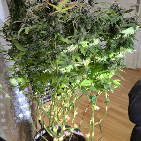 Wedding Gelato 2 growlog timeline photo