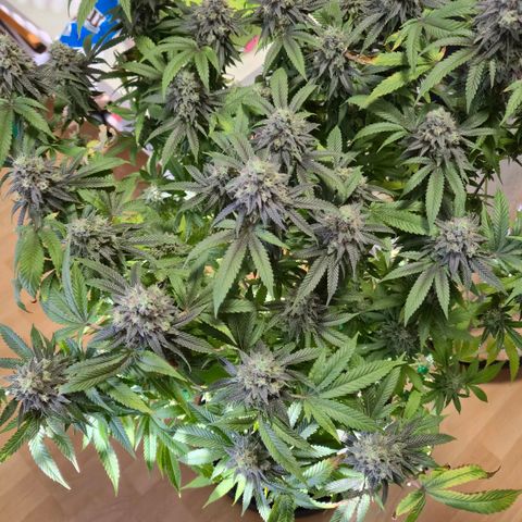 Wedding Gelato 2 growlog timeline photo