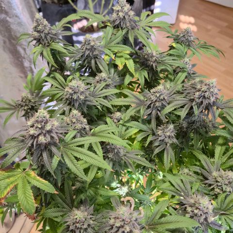 Wedding Gelato 2 growlog timeline photo