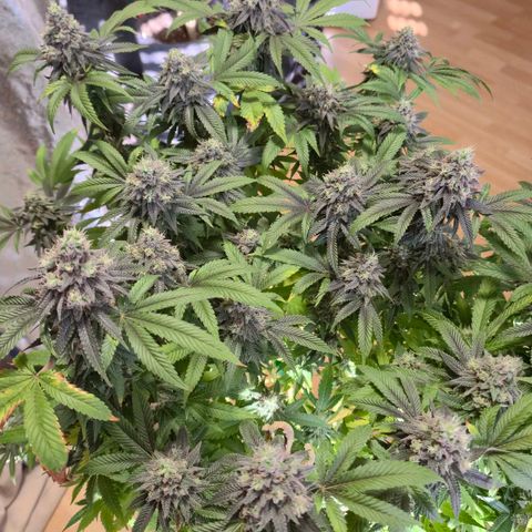 Wedding Gelato 2 growlog timeline photo