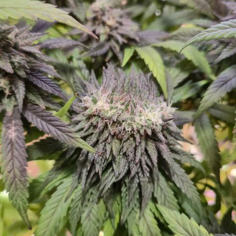 Wedding Gelato 1 growlog timeline photo