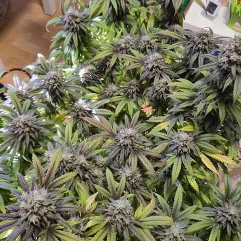 Wedding Gelato 1 growlog timeline photo