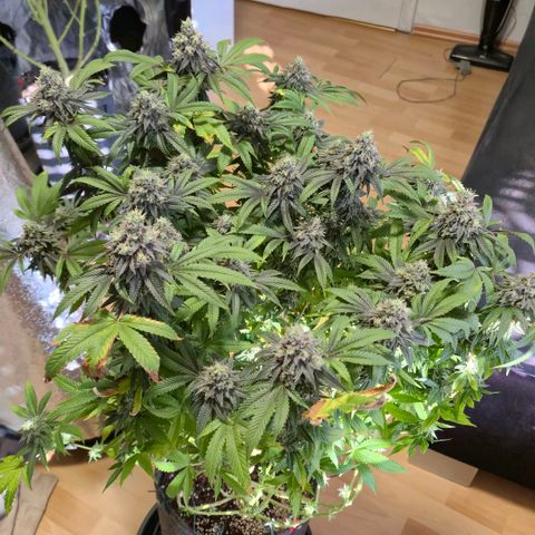 Wedding Gelato 1 growlog timeline photo