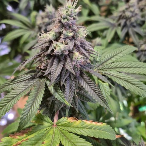 Wedding Gelato 1 growlog timeline photo