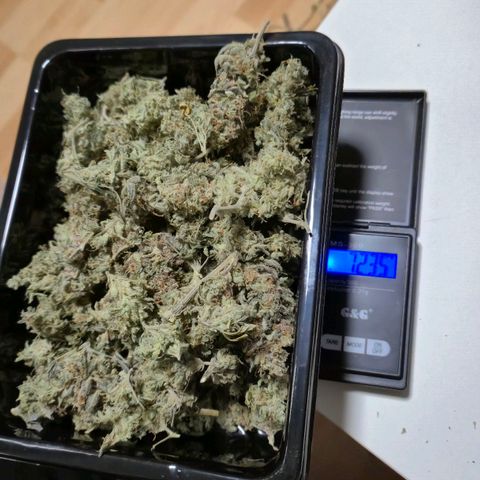Royal Gorilla 2 growlog timeline photo