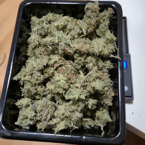 Royal Gorilla 2 growlog timeline photo
