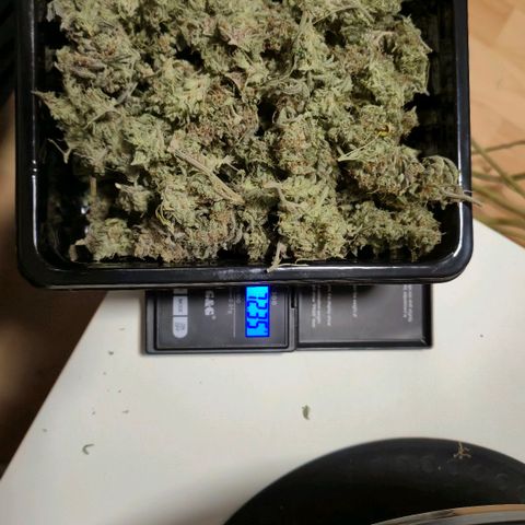 Royal Gorilla 2 growlog timeline photo