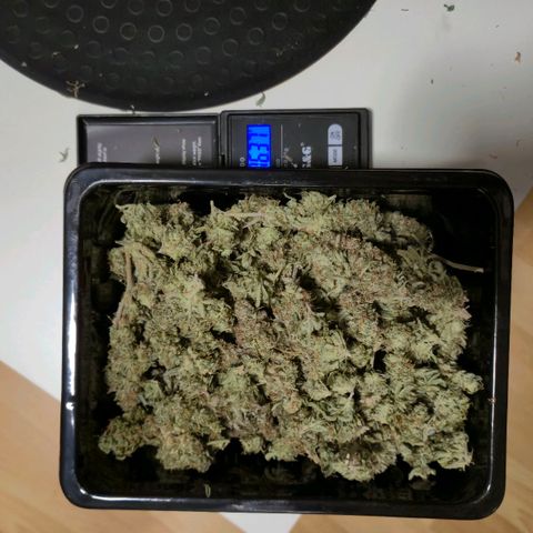 Royal Gorilla 1 growlog photo: 46g
