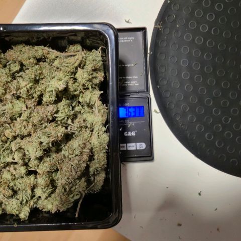 Royal Gorilla 1 growlog photo: 46g
