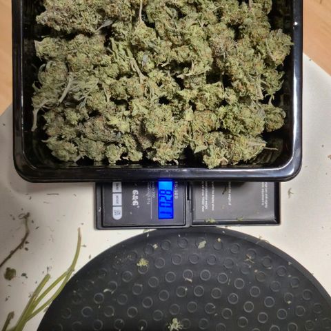 Wedding Gelato 2 growlog timeline photo